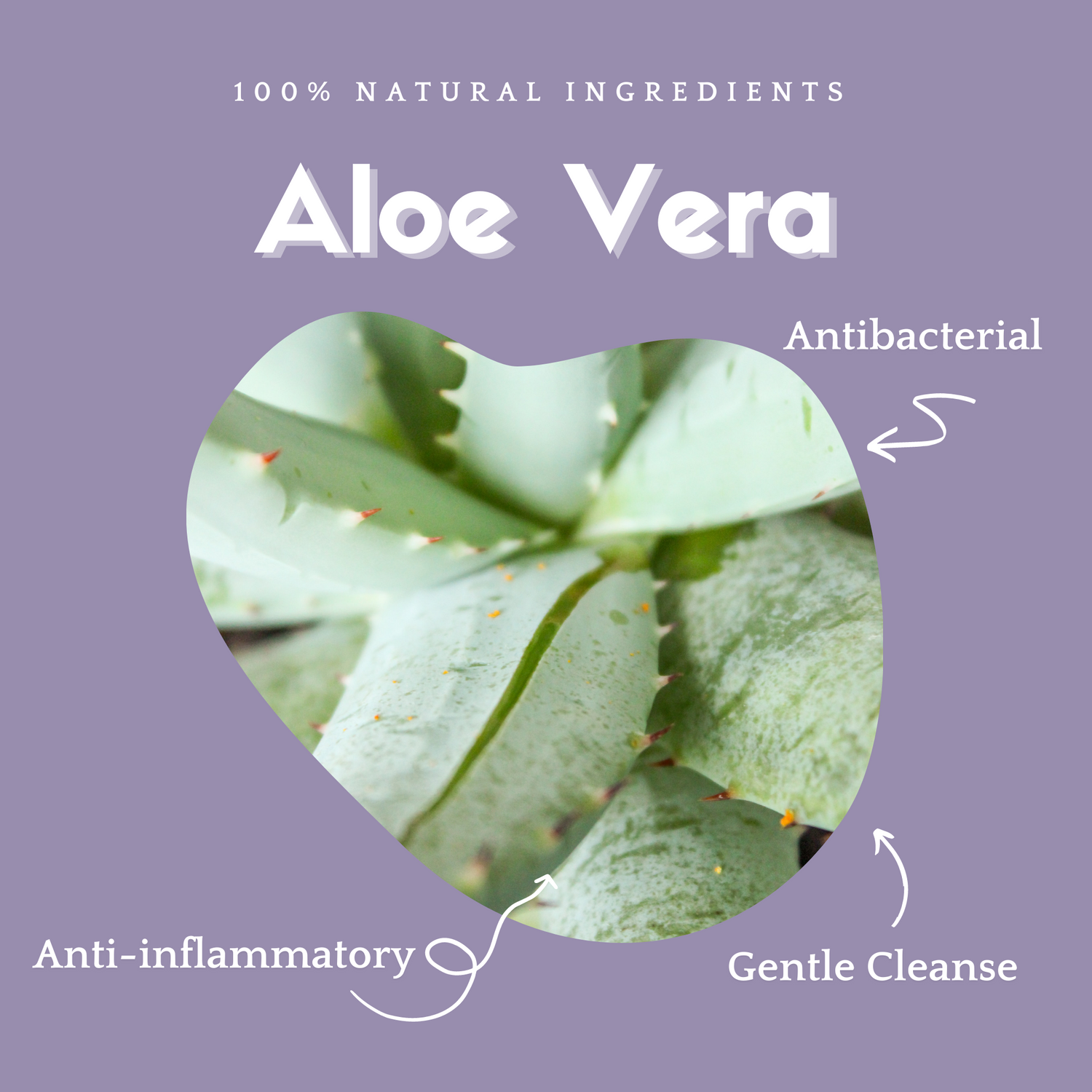 Benefits of Aloe Vera including anti-inflammatory, gentle cleanse and anti-bacterial.